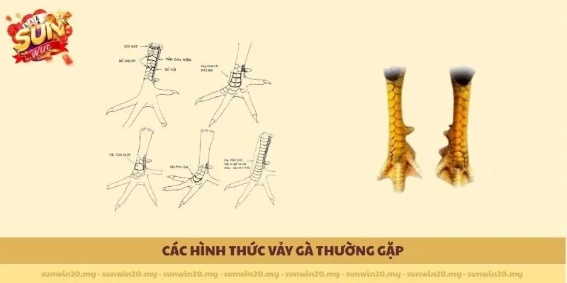 Các hình thức Vảy gà đá hiếm thường gặp