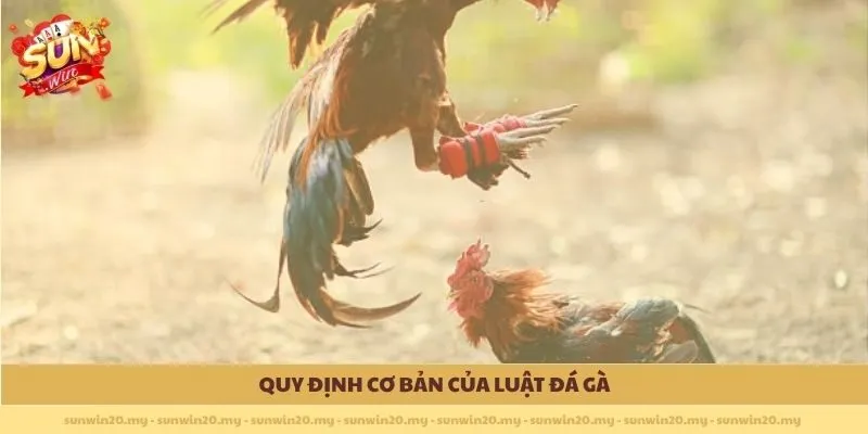 Quy định cơ bản của Luật Đá Gà